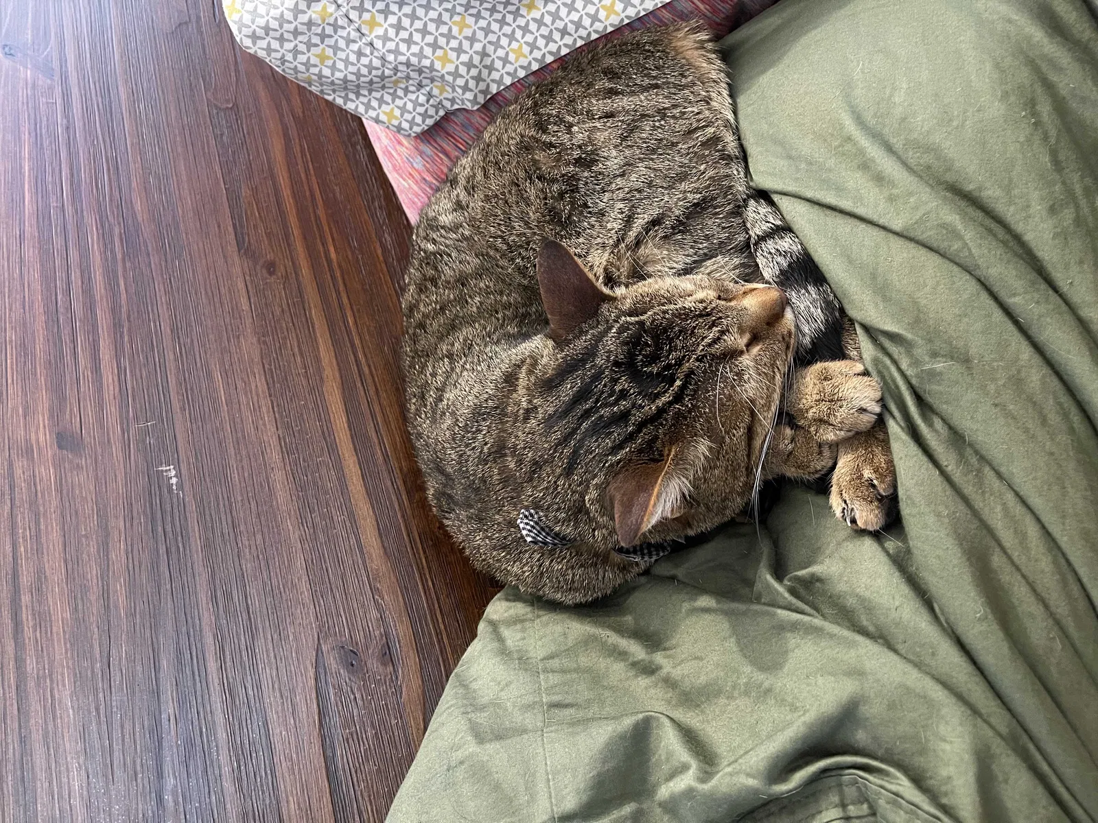 Lost cat in San Diego, CA, 92154