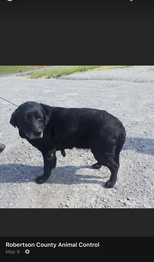 Lost dog in Unknown, TN, 2900