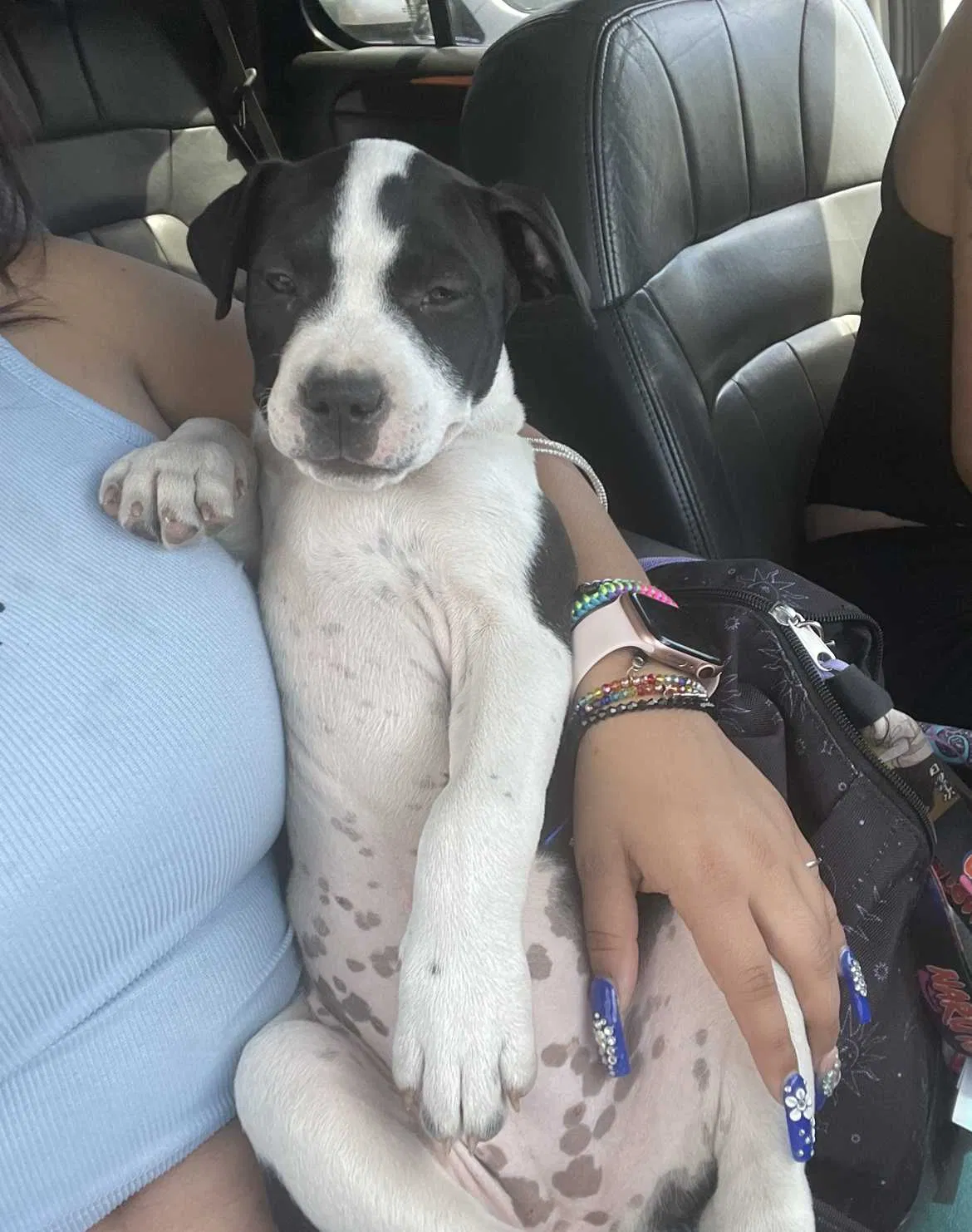 Lost dog in Denver, CO, 80236