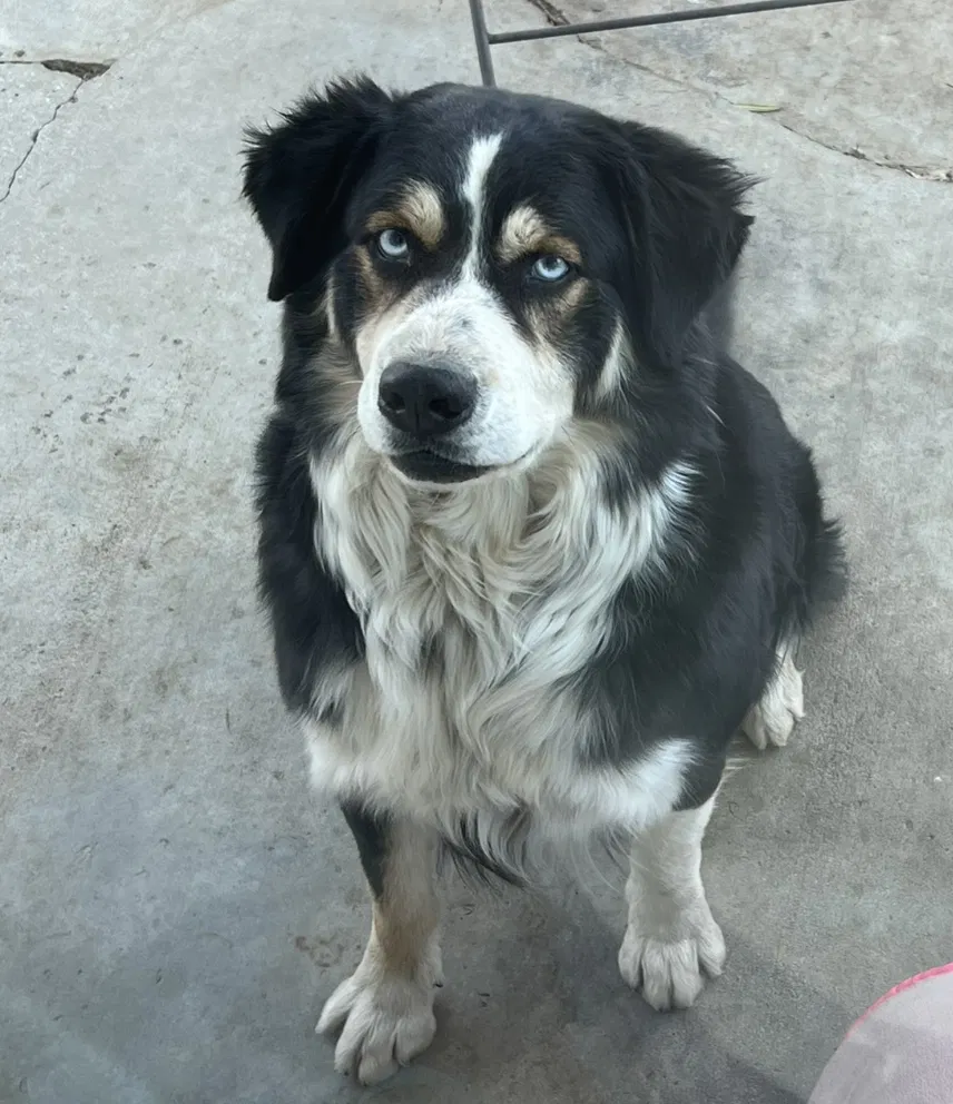 Lost dog in Perris, CA, 92570