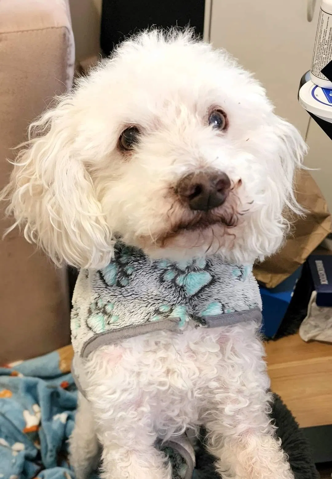 Lost dog in Hillsboro, OR, 97124