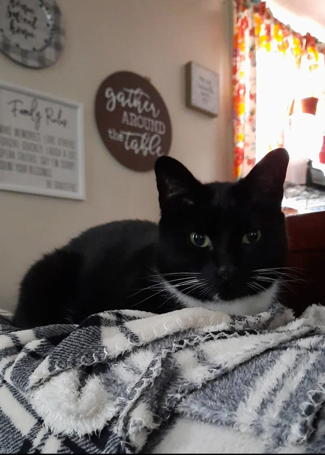 Lost cat in Concord, NH, 3301