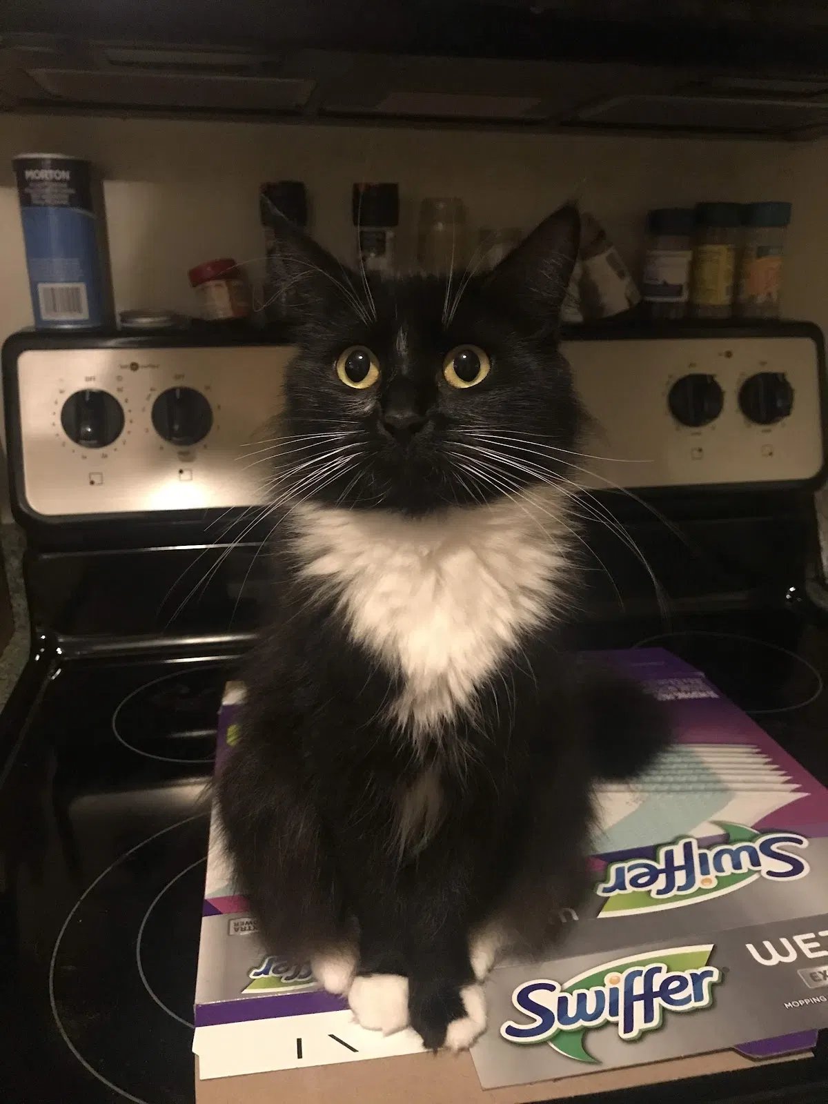 Lost cat in Fort Lauderdale, FL, 33334