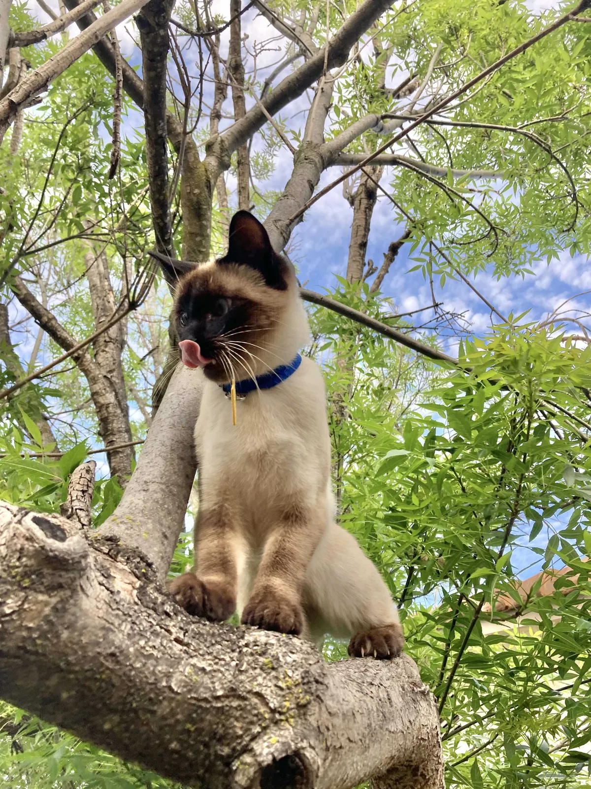Lost cat in Escondido, CA, 92026