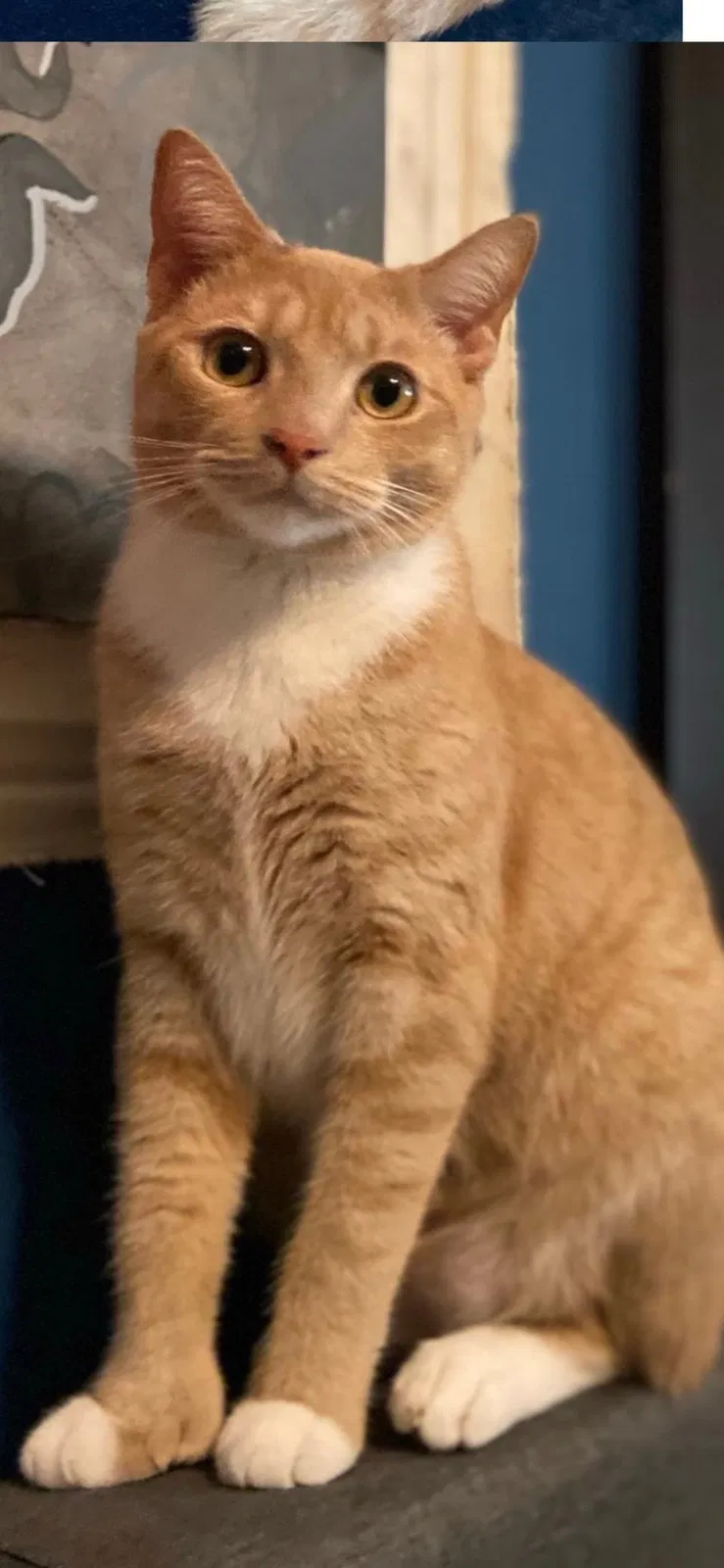 Lost cat in El Cajon, CA, 92019