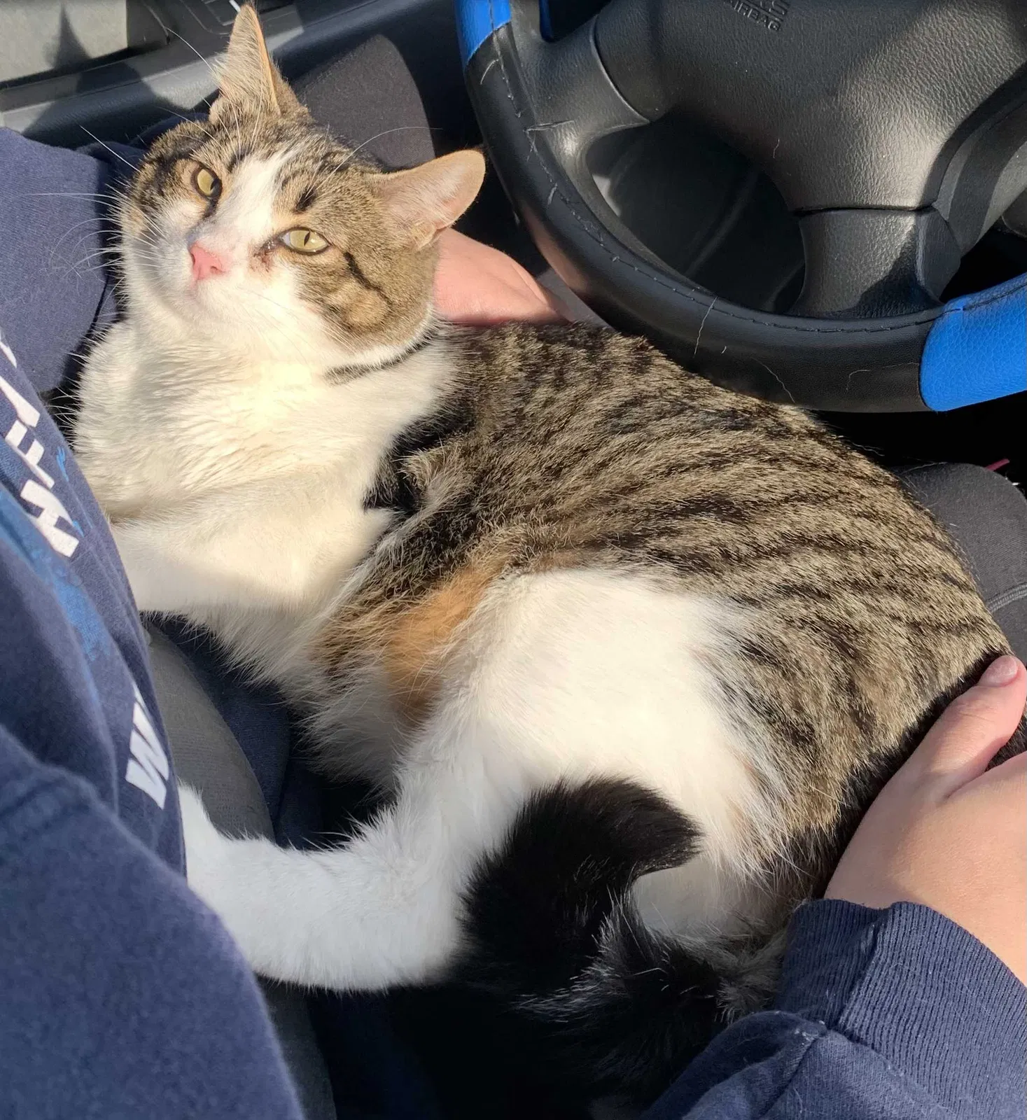 Lost cat in Snohomish, WA, 98290