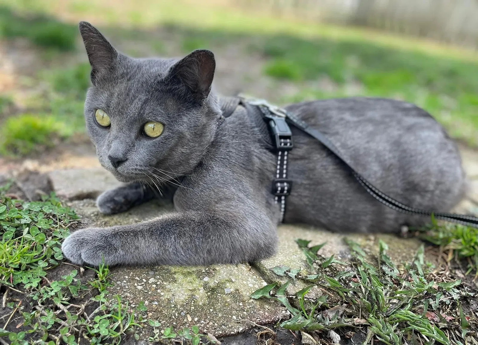 Lost cat in Grand Rapids, MI, 49504