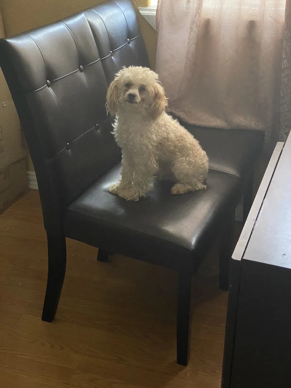 Lost dog in Kyle, TX, 78640
