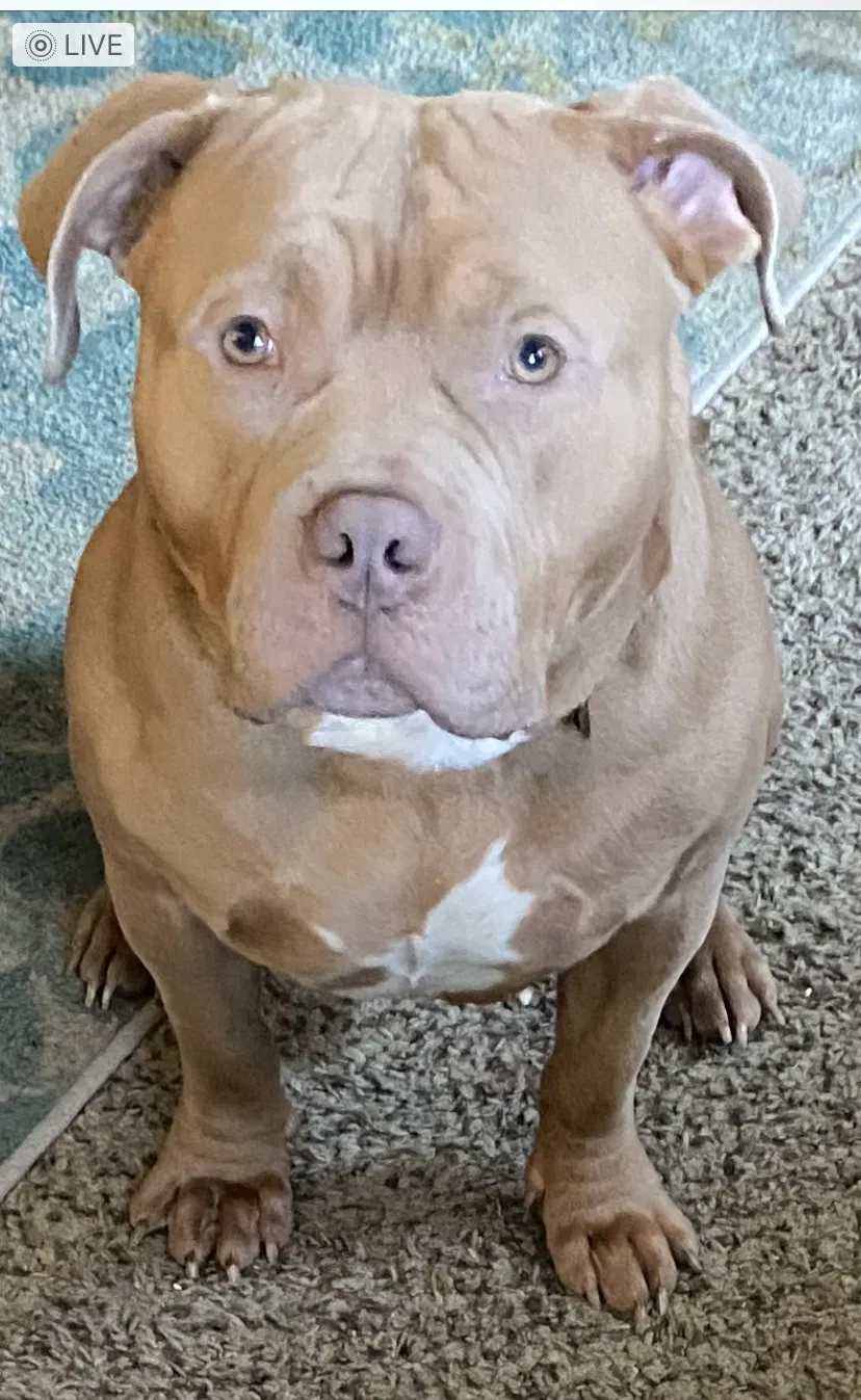 Lost dog in Cincinnati, OH, 45231