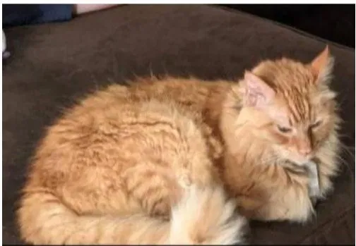 Lost cat in Colorado Springs, CO, 80916