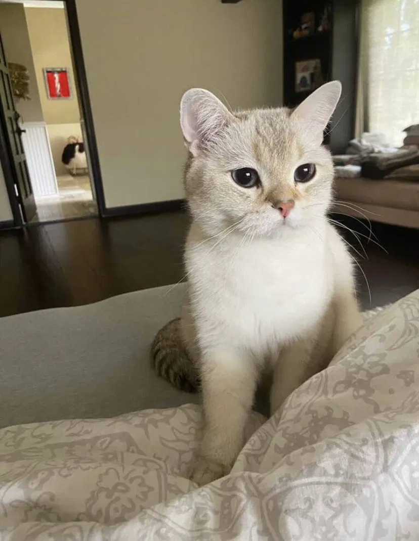 Lost cat in Calabasas, CA, 91302