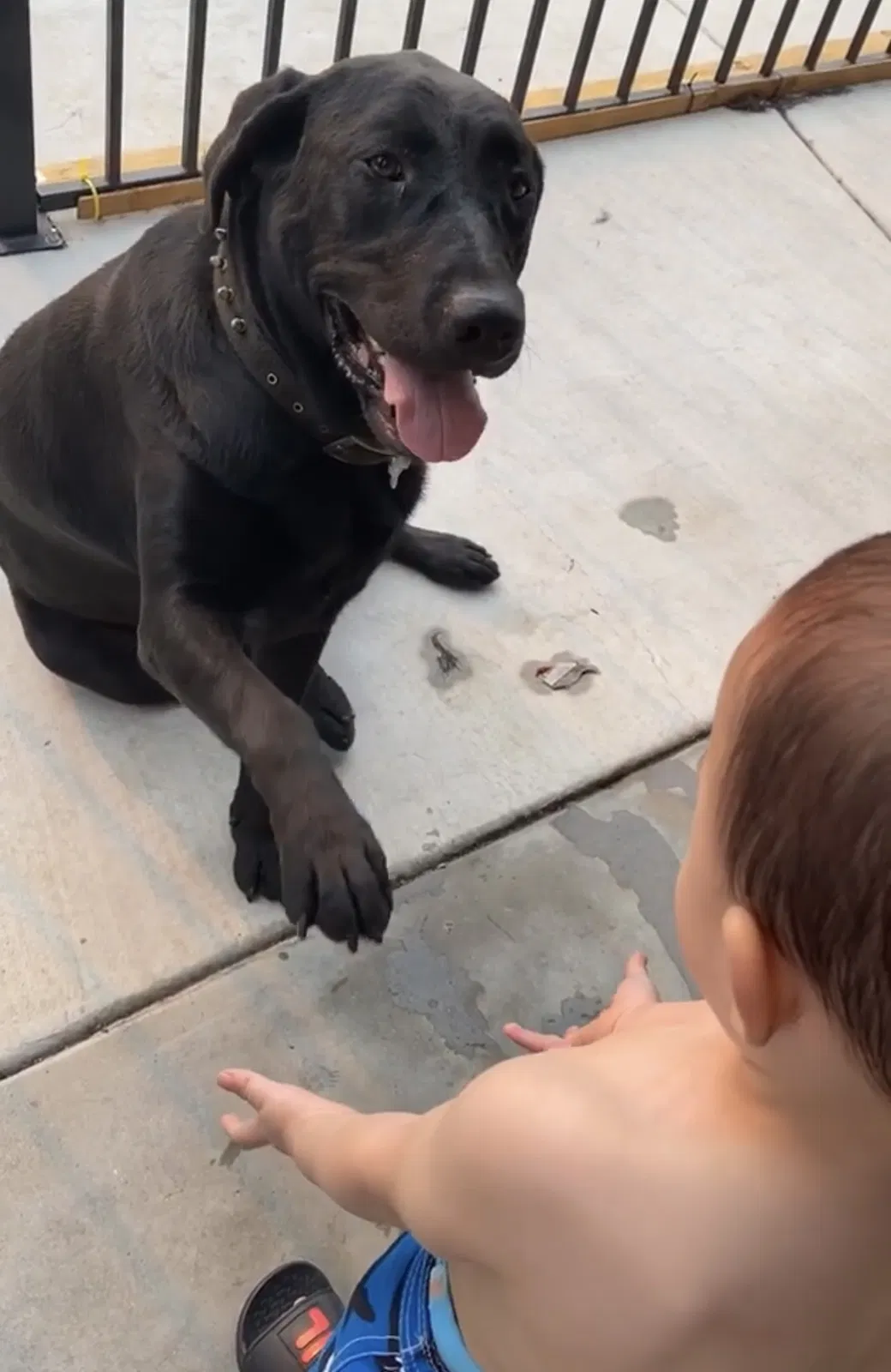 Lost dog in Perris, CA, 92571