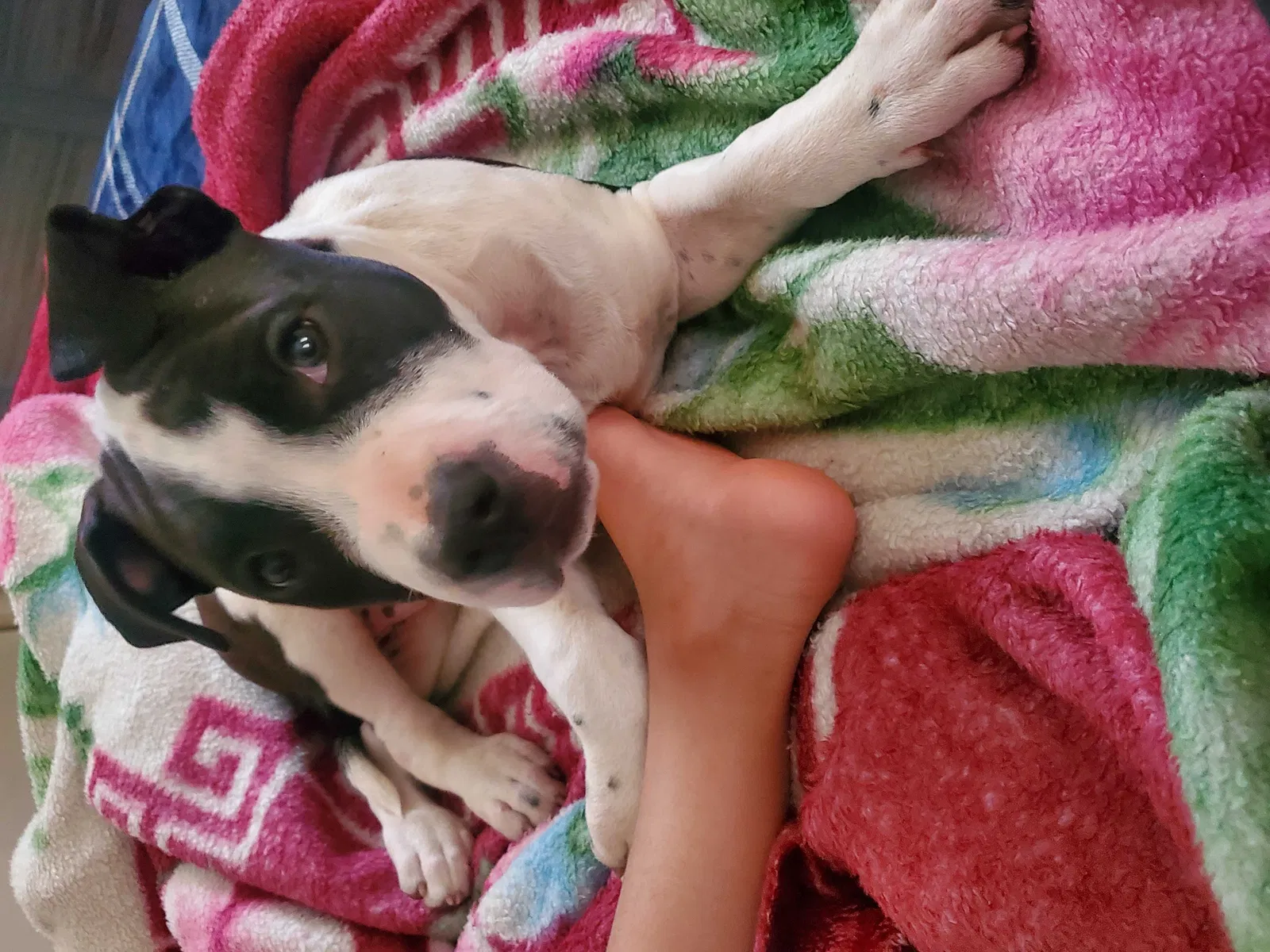 Lost dog in Denver, CO, 80236