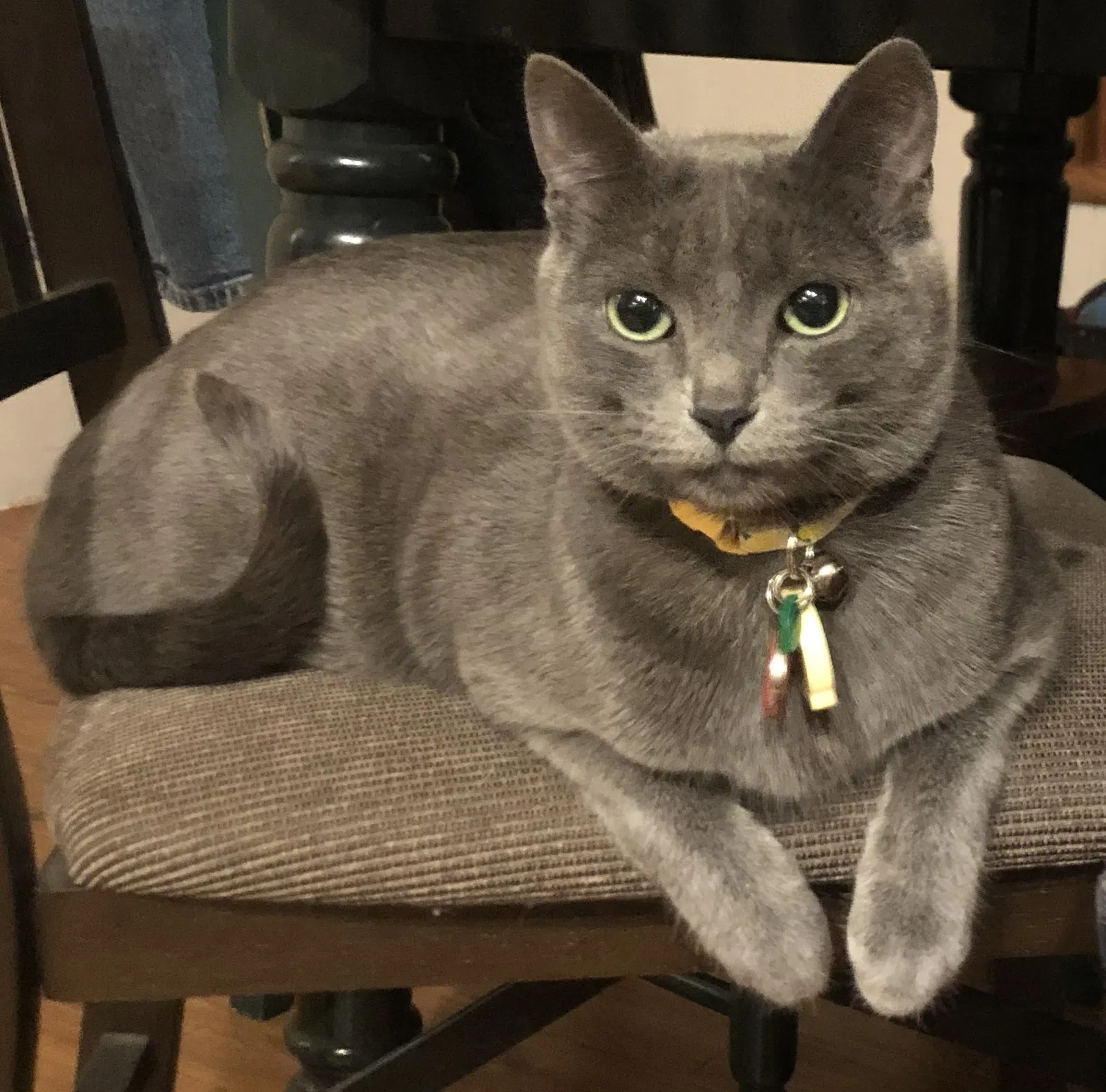 Lost cat in Medical Lake, WA, 99022