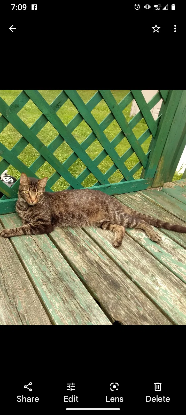 Lost cat in Westerville, OH, 43082