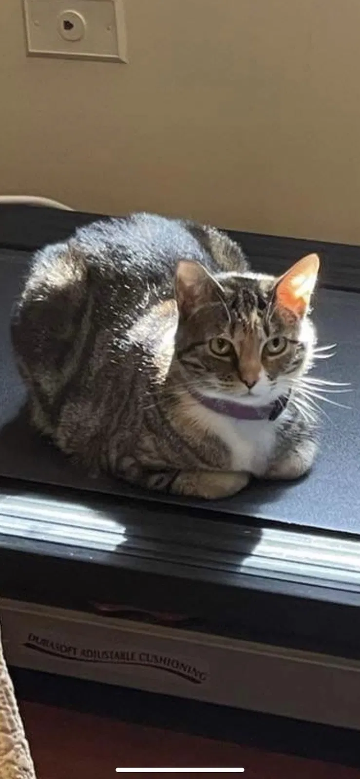 Lost cat in Worth, IL, 60482