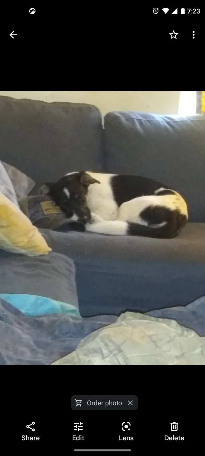 Lost dog in Elkhart, IN, 46514