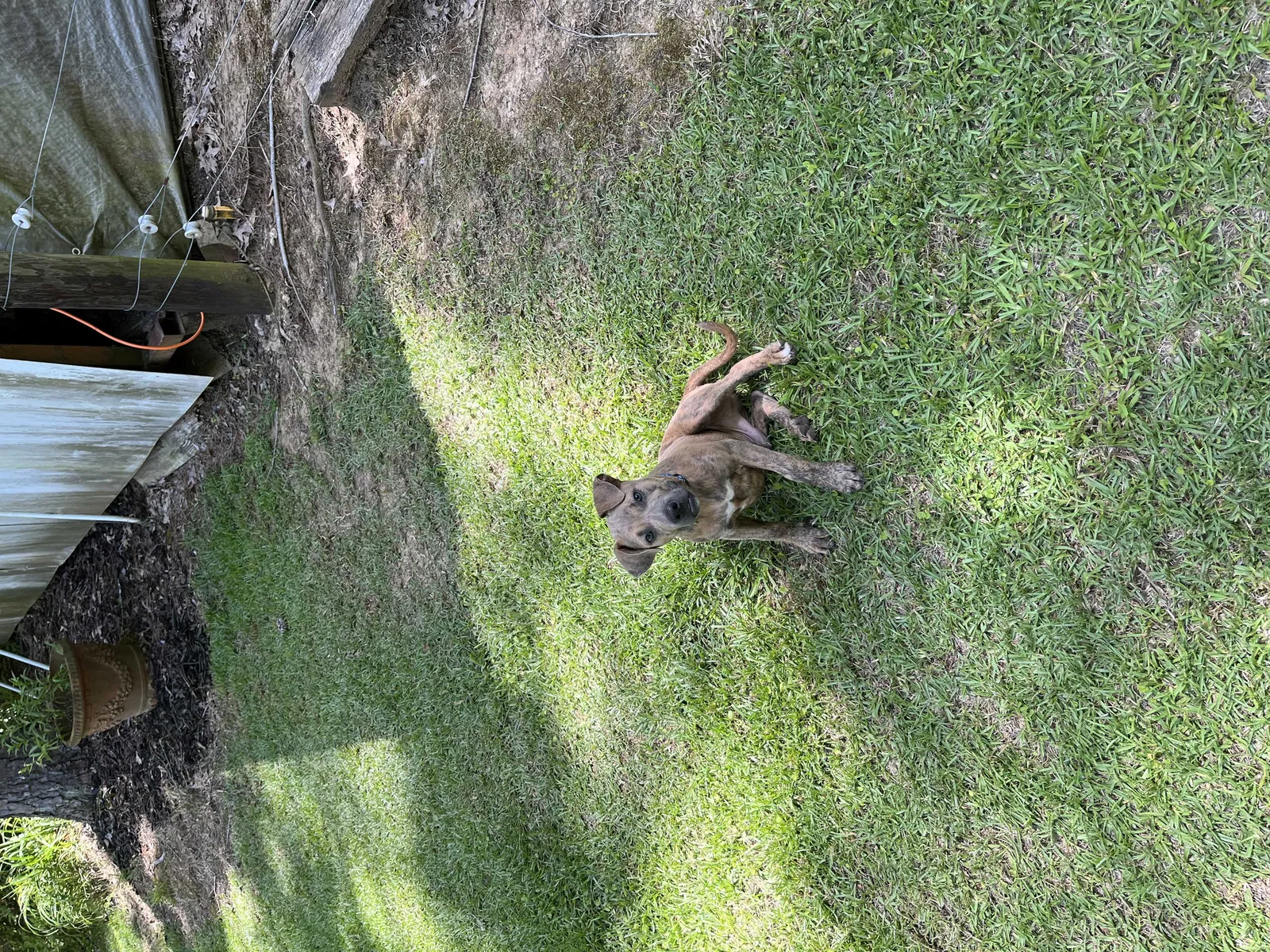 Found dog in Byram, MS, 39272