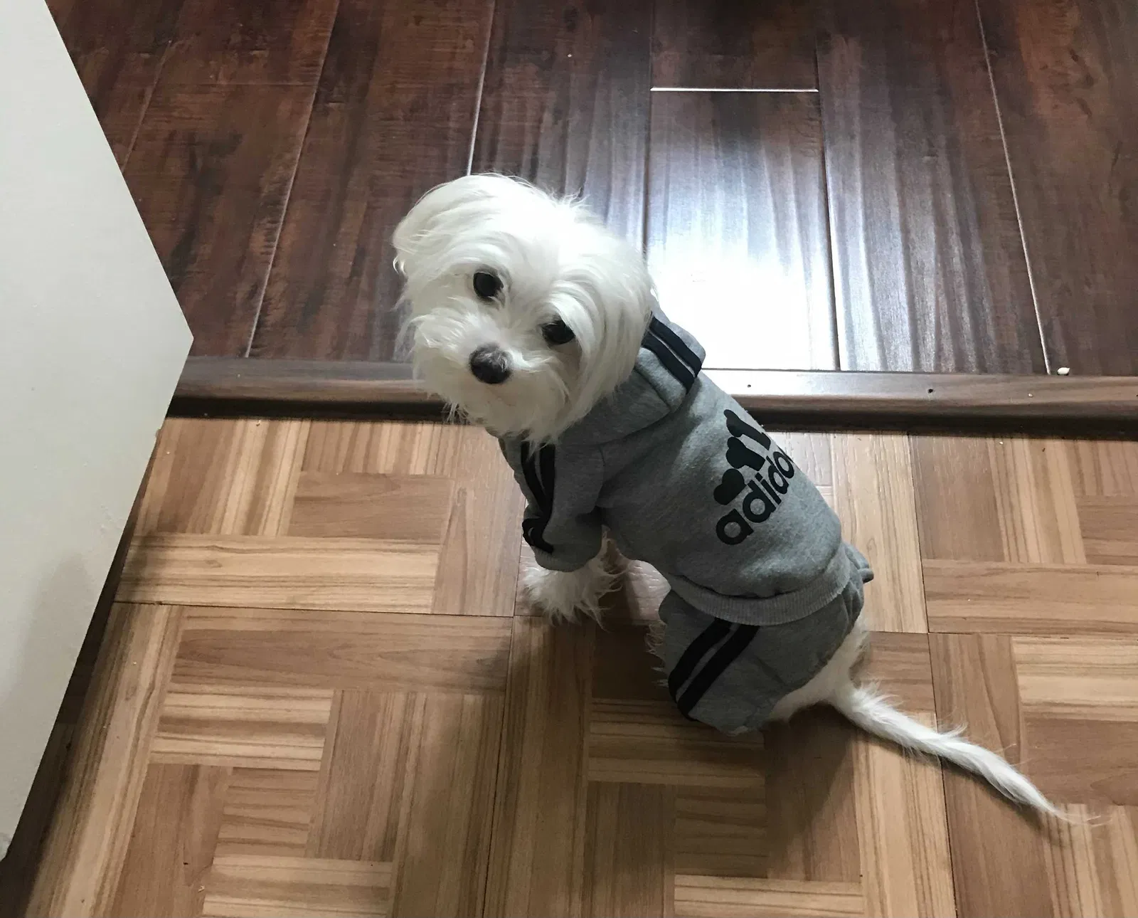 Lost dog in Van Nuys, CA, 91405