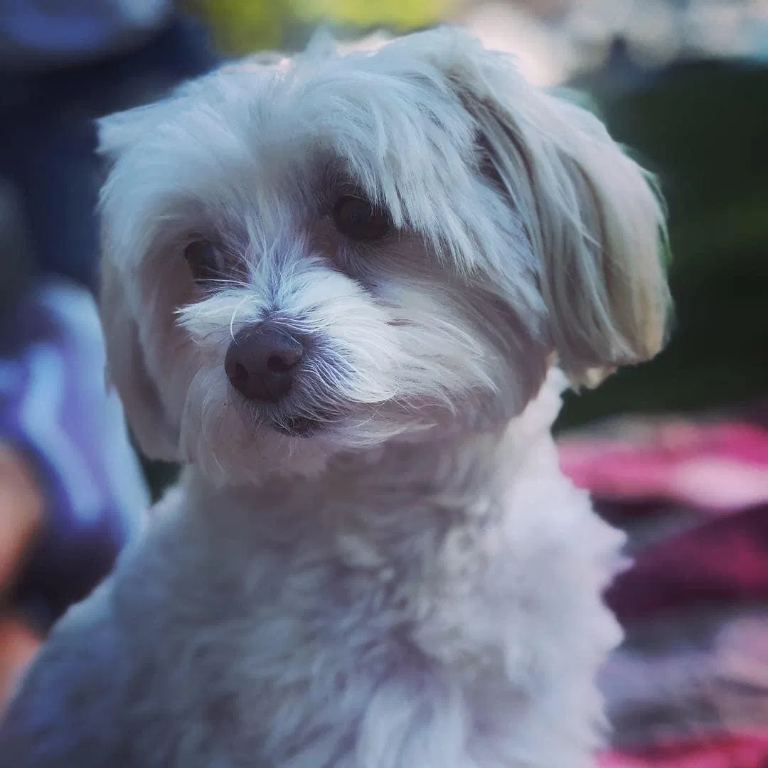 Lost dog in Redlands, CA, 92373