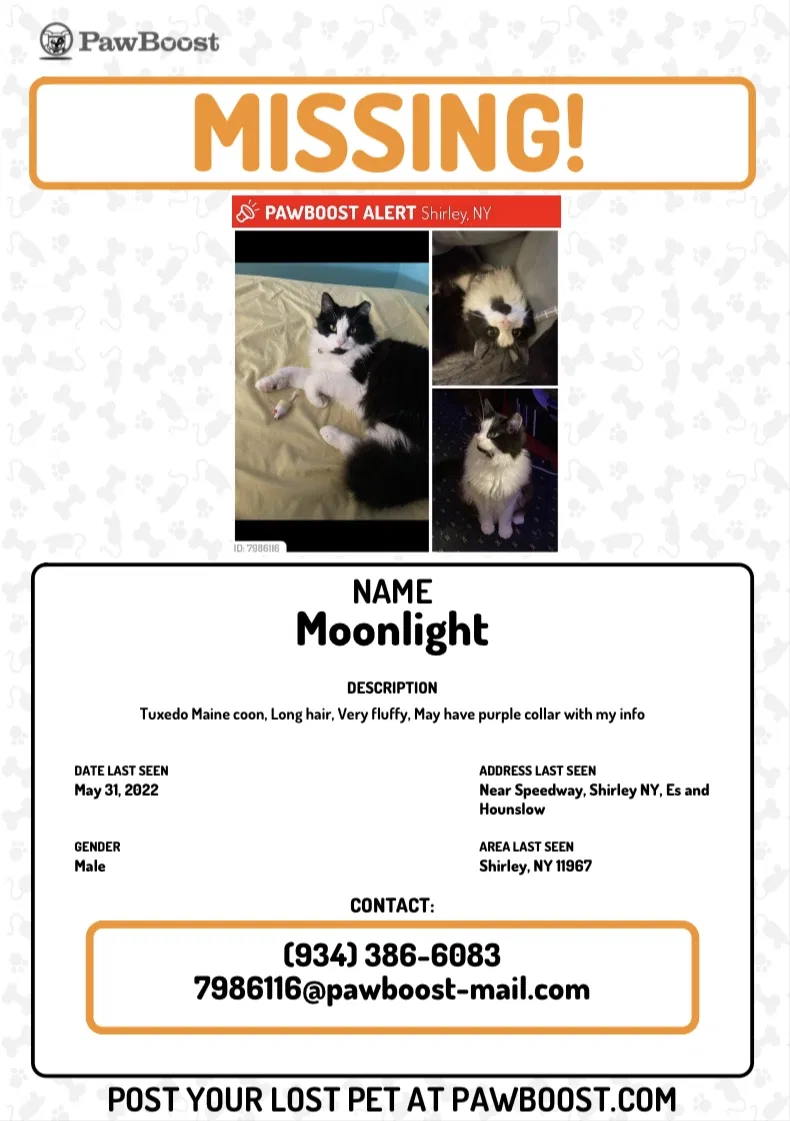 Lost cat in Shirley, NY, 11967