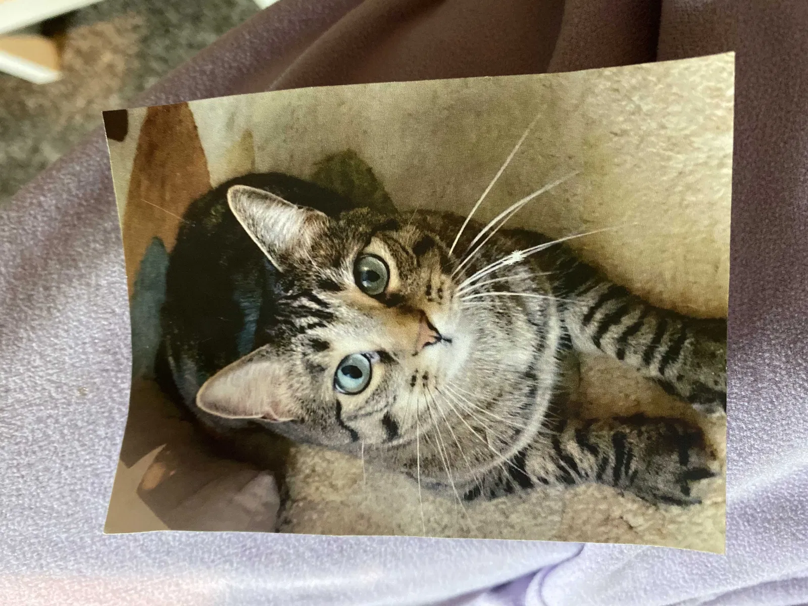 Lost cat in Kansas City, MO, 64117