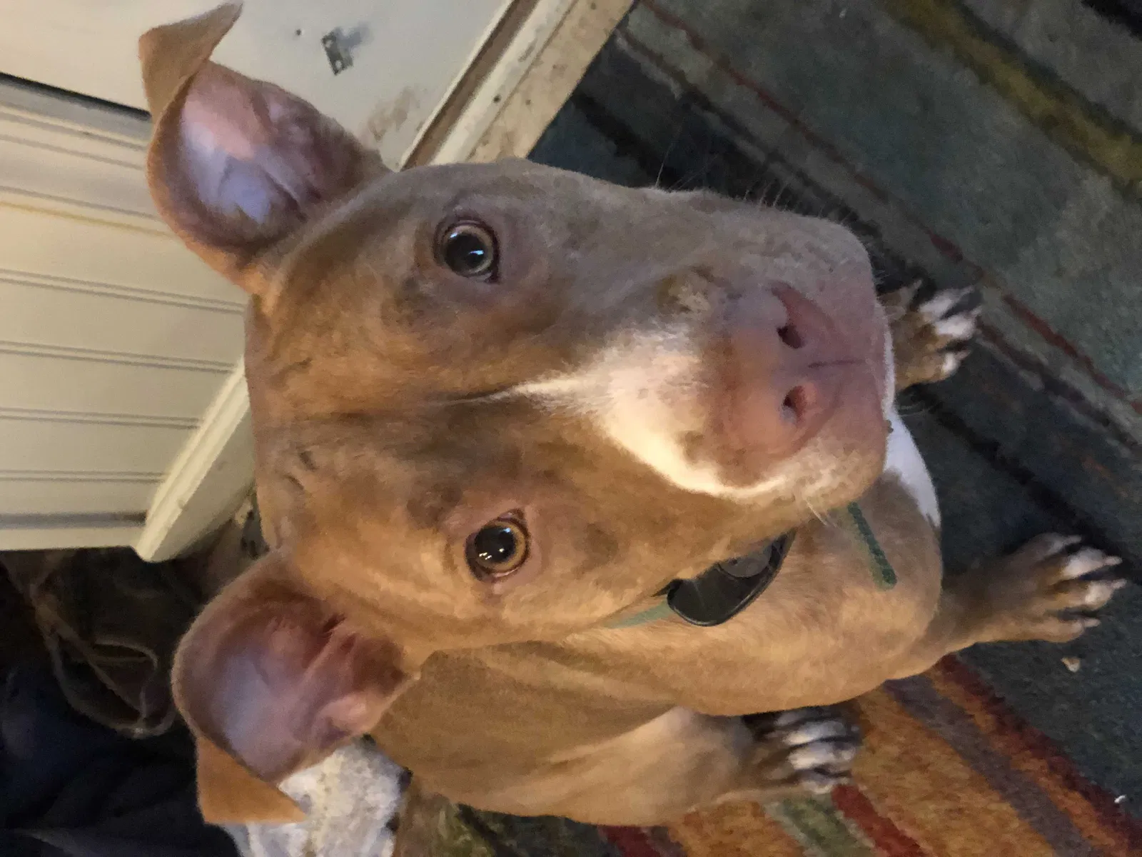 Lost dog in Everett, PA, 15537