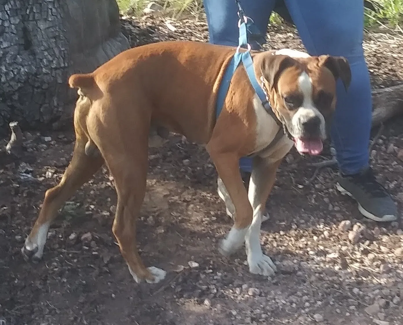 Lost dog in Phoenix, AZ, 85008