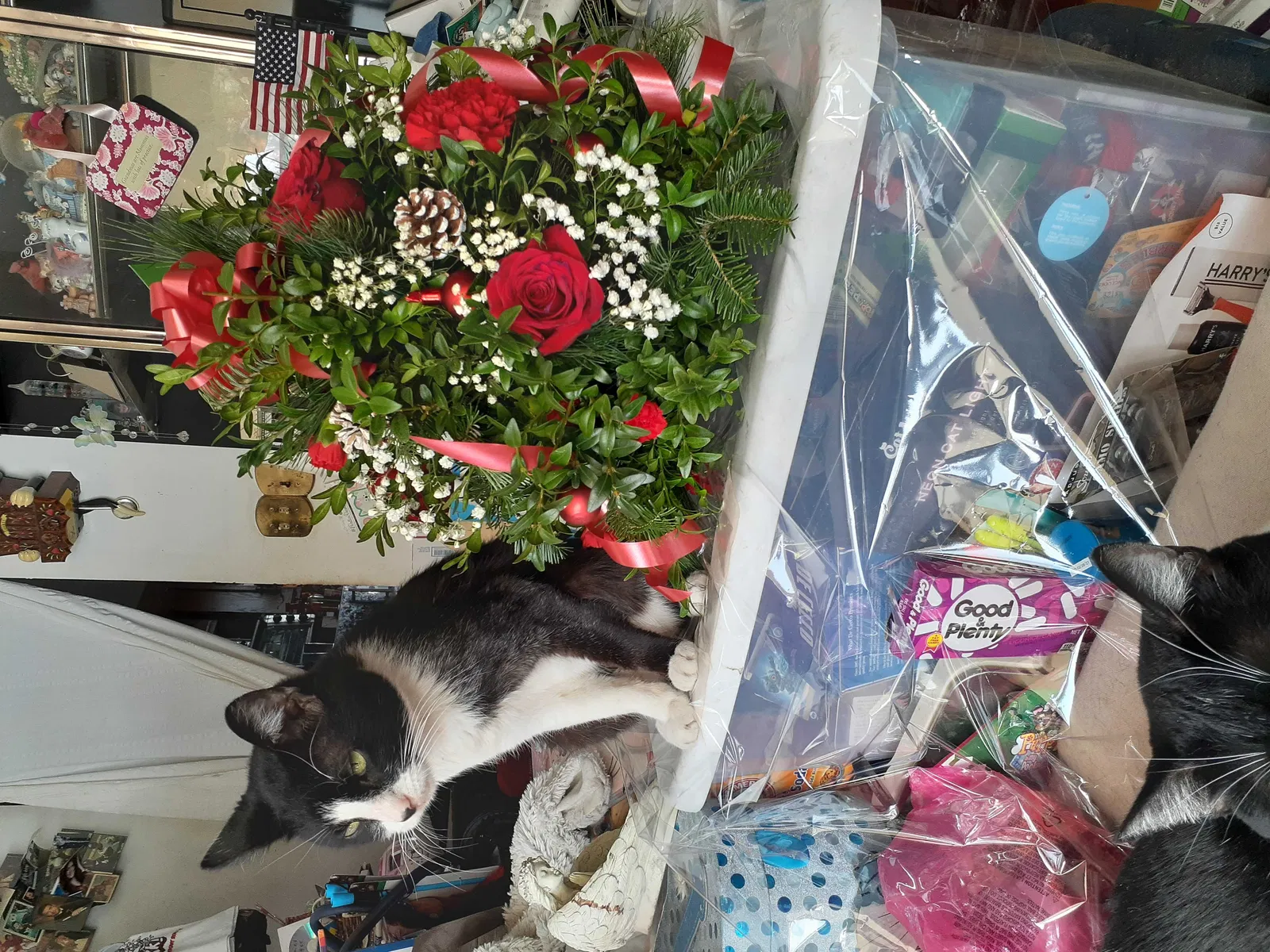 Lost cat in Middletown, NY, 10940
