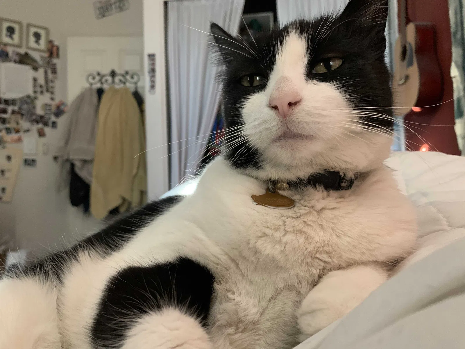 Lost cat in Chula Vista, CA, 91910