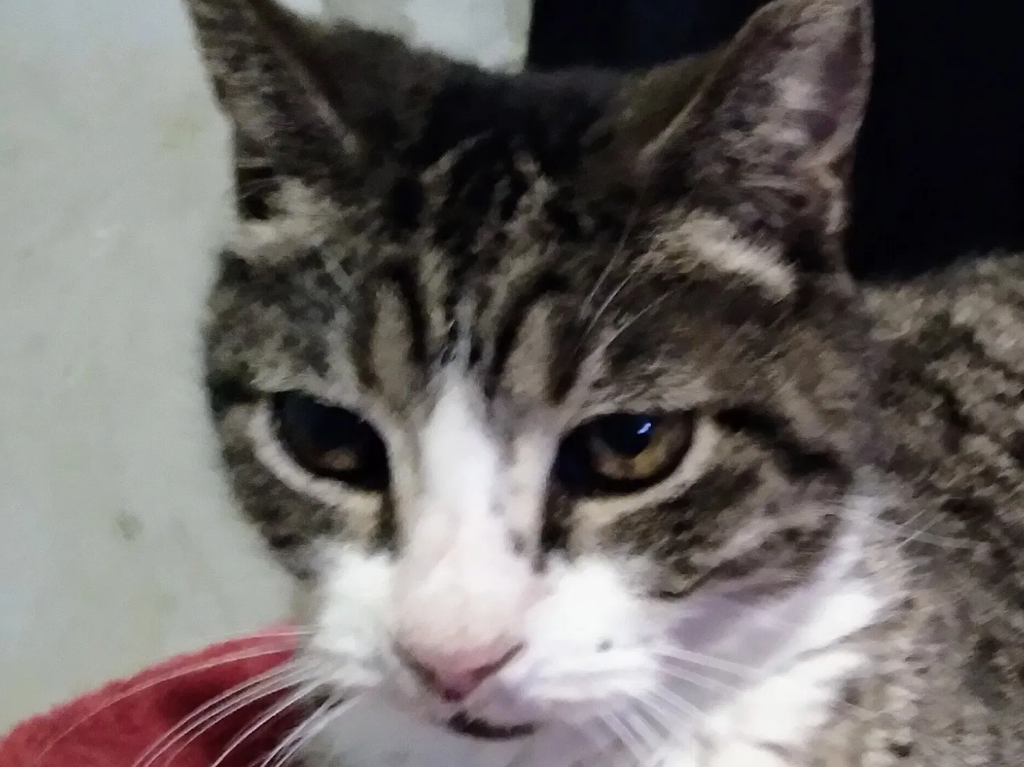 Lost cat in Chicago, IL, 60638