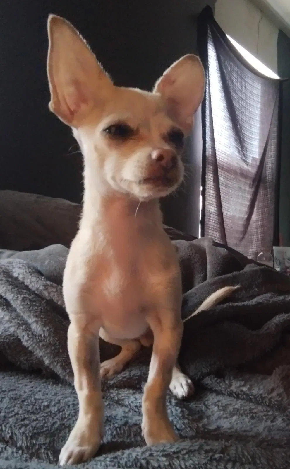 Lost dog in Albuquerque, NM, 87121