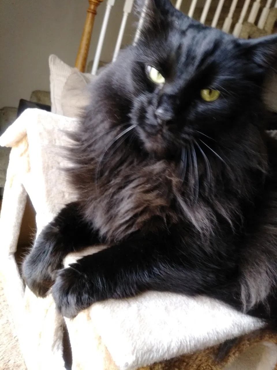 Lost cat in Blue Springs, MO, 64014