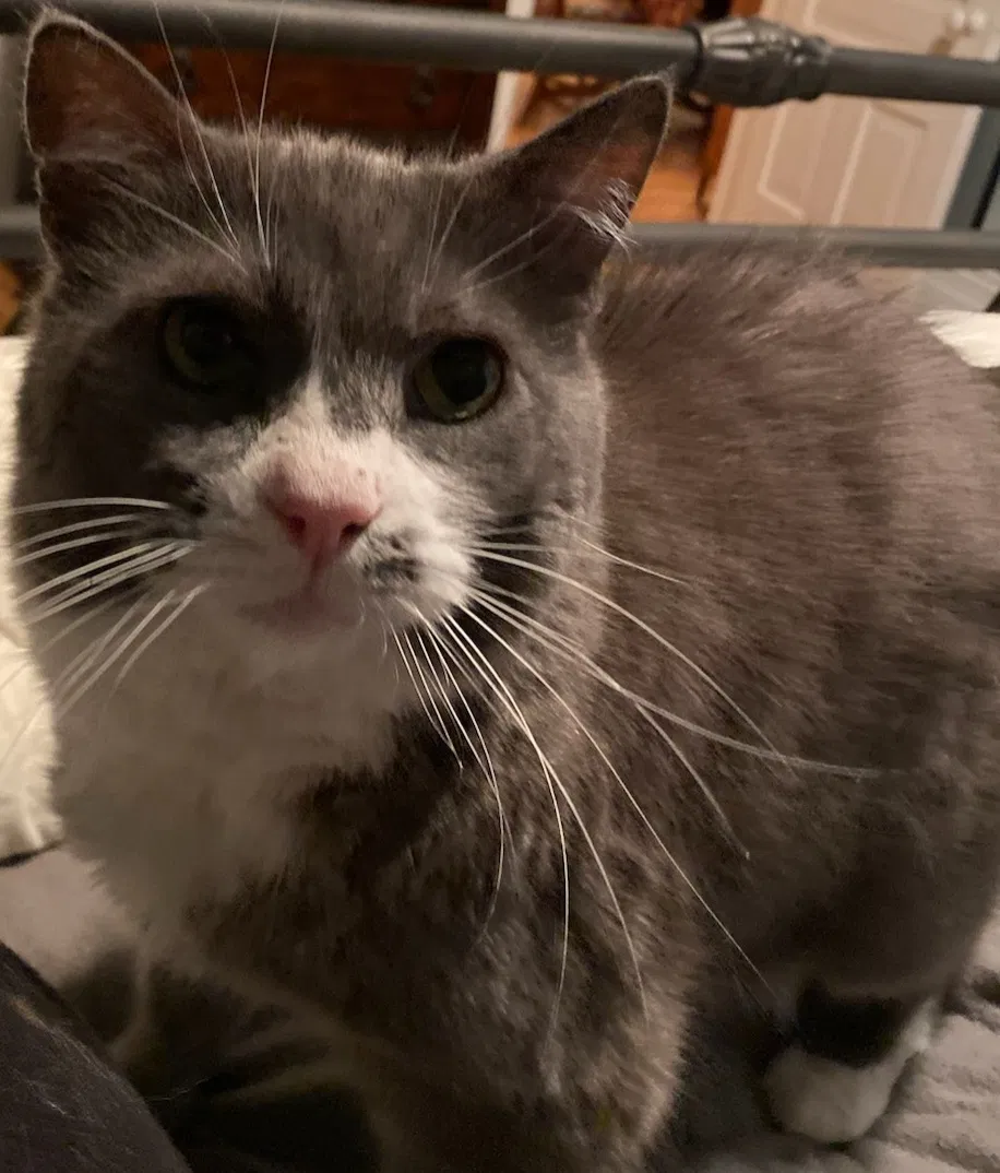 Lost cat in Marshall, MI, 49068