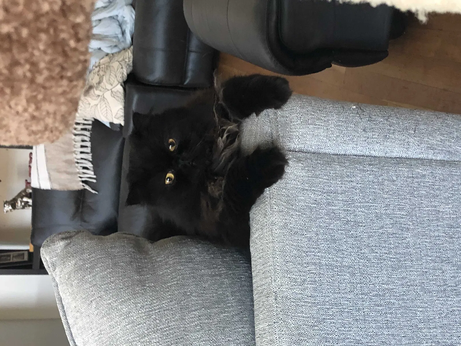 Lost cat in Atlanta, GA, 30338