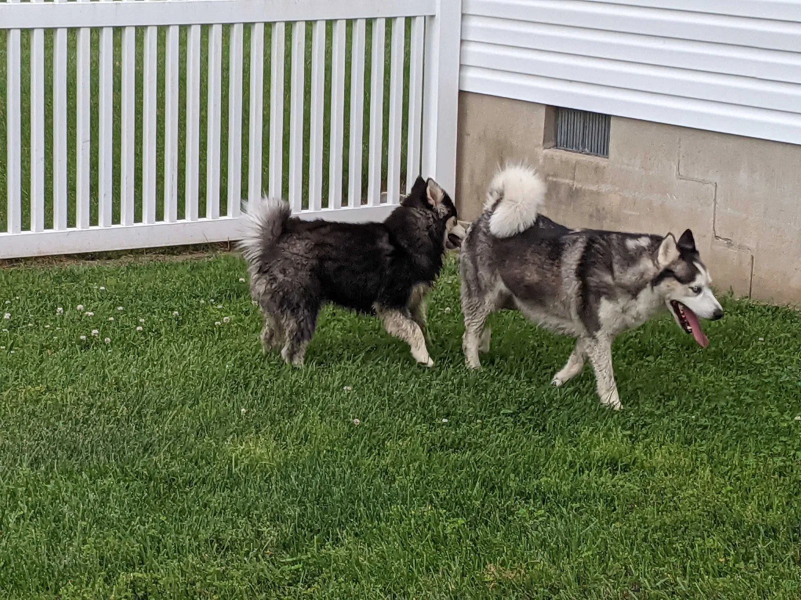 Found Dog