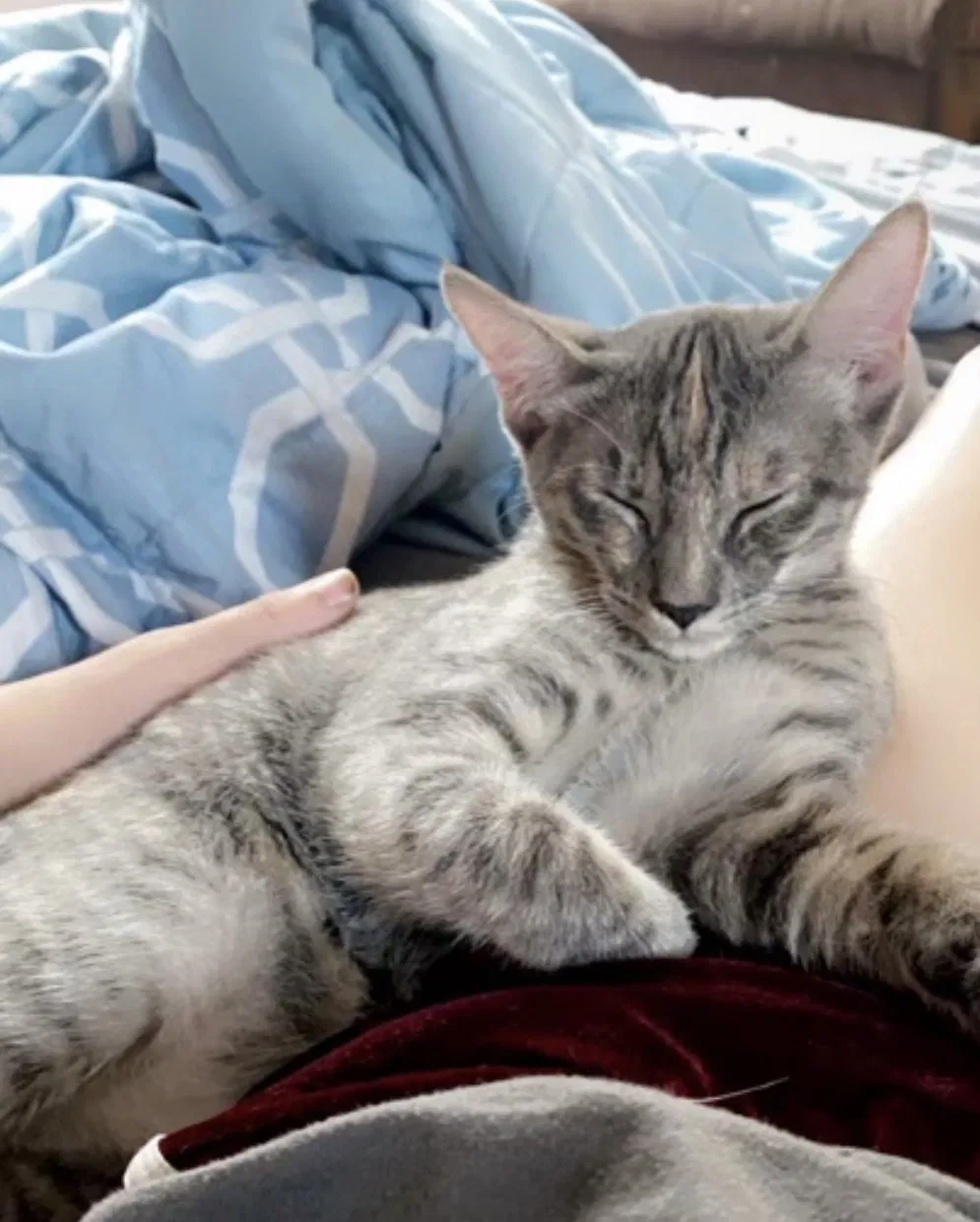Lost cat in Salida, CA, 95368