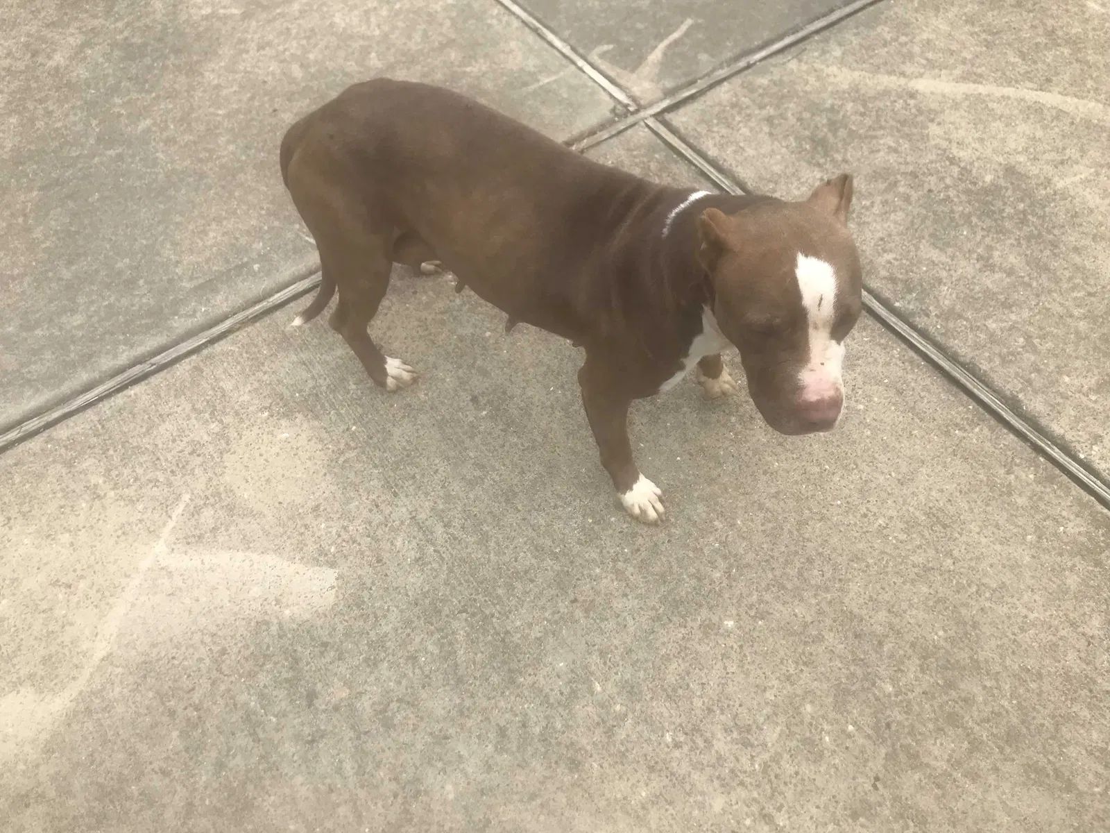 Found dog in Mason, TN, 38049
