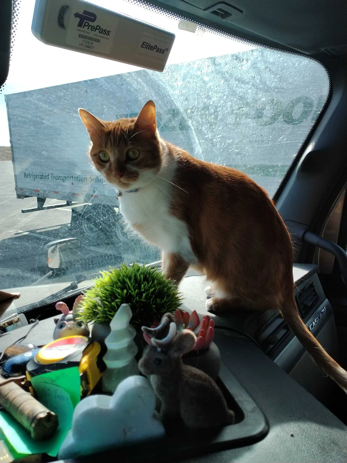 Lost cat in Layton, UT, 84041