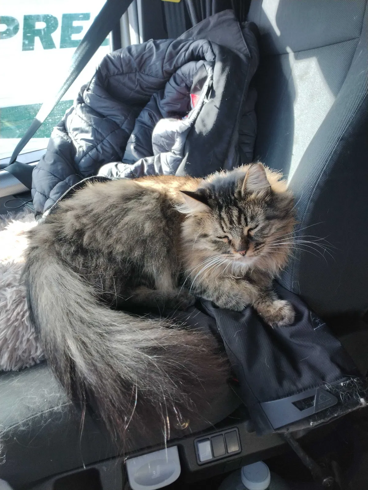 Lost cat in Layton, UT, 84041