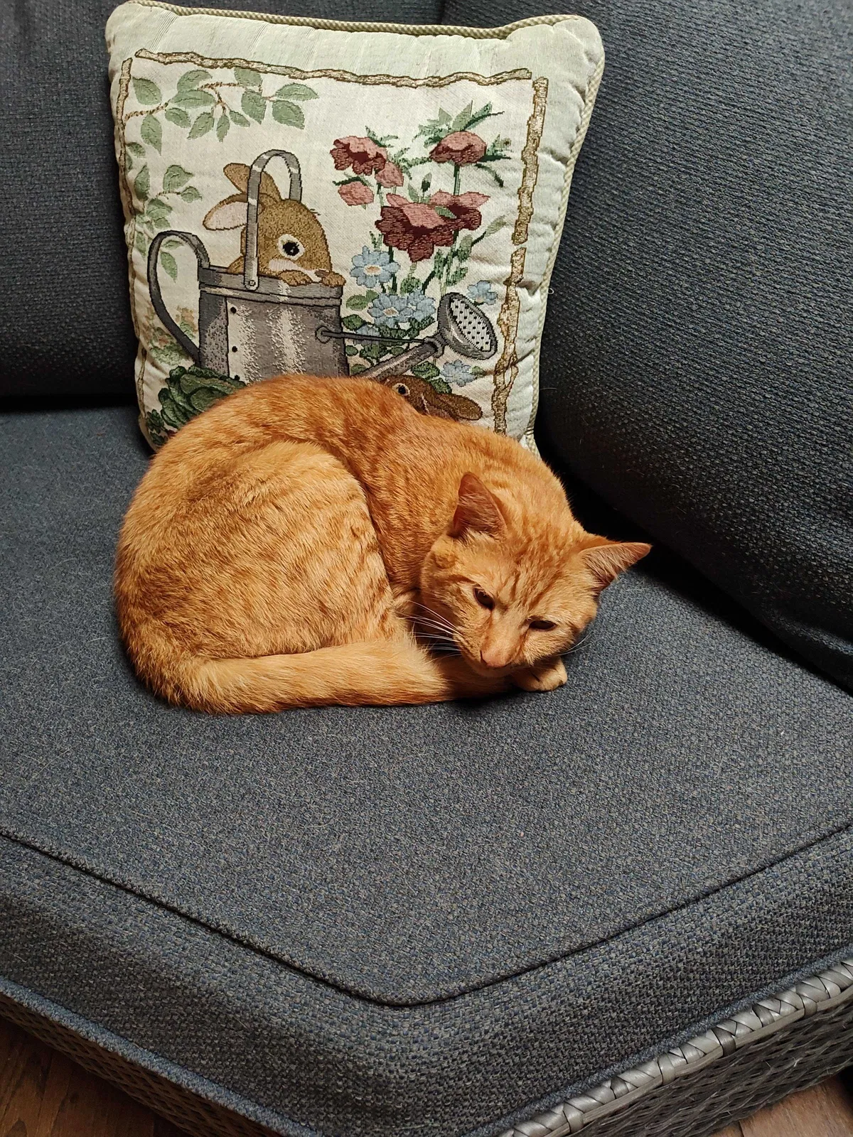 Lost cat in Londonderry, NH, 3053
