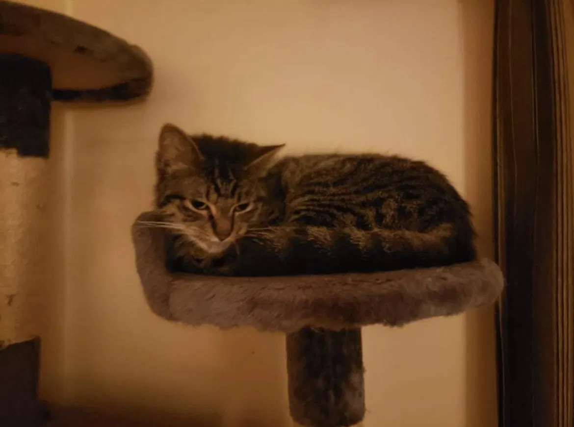 Lost cat in Taylor, MI, 48180