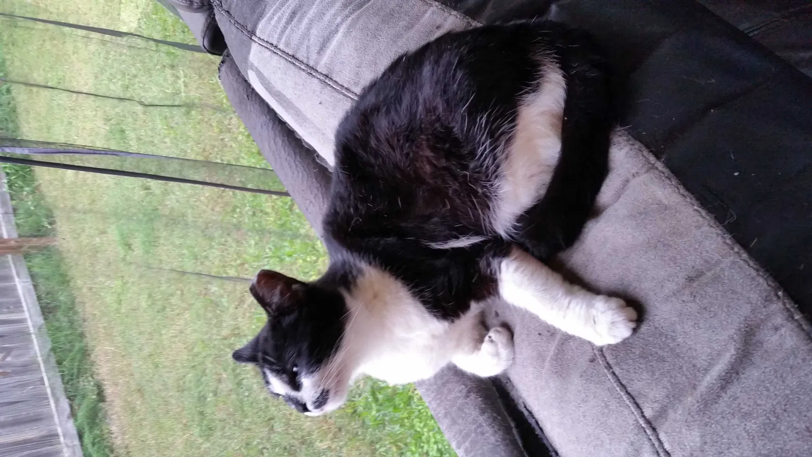 Lost cat in Round Rock, TX, 78681