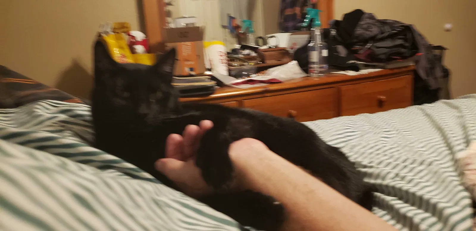 Lost cat in Cleburne, TX, 76031
