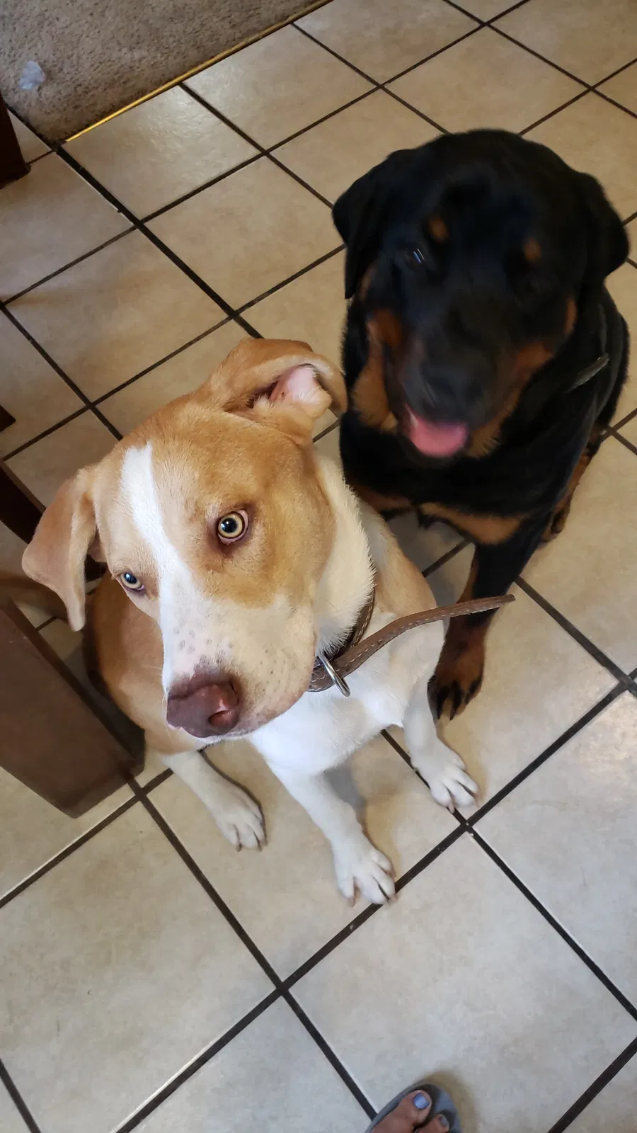 Lost dog in Oklahoma City, OK, 73111