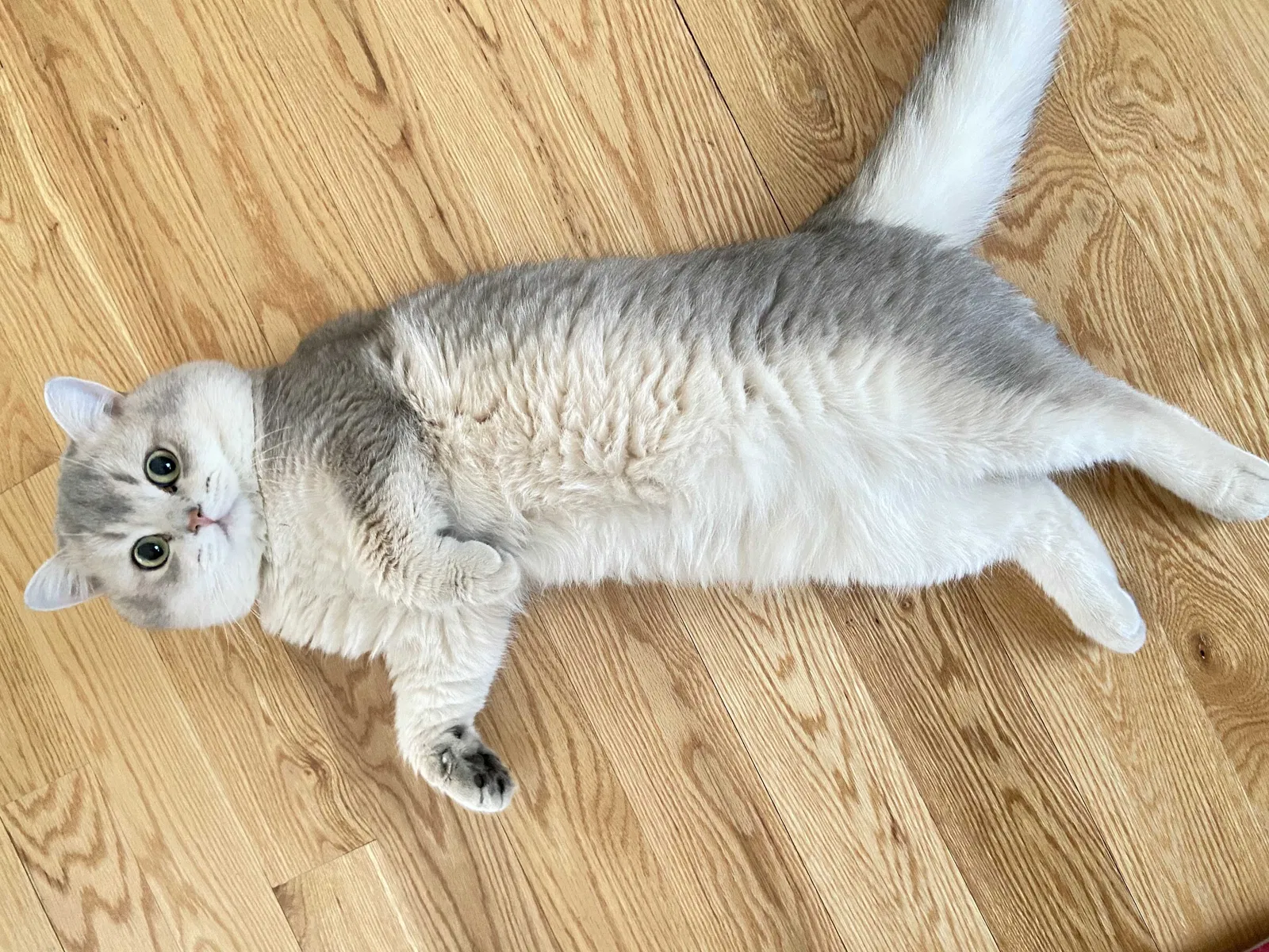 Lost cat in Stamford, CT, 6903