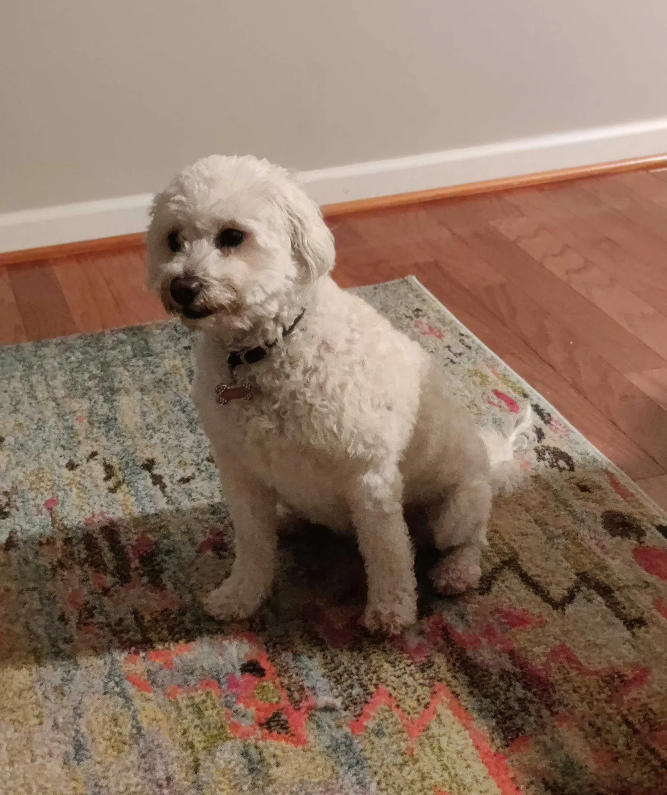 Lost dog in Concord, NC, 28027