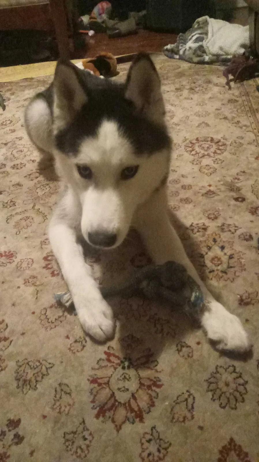 Lost dog in San Bernardino, CA, 92411