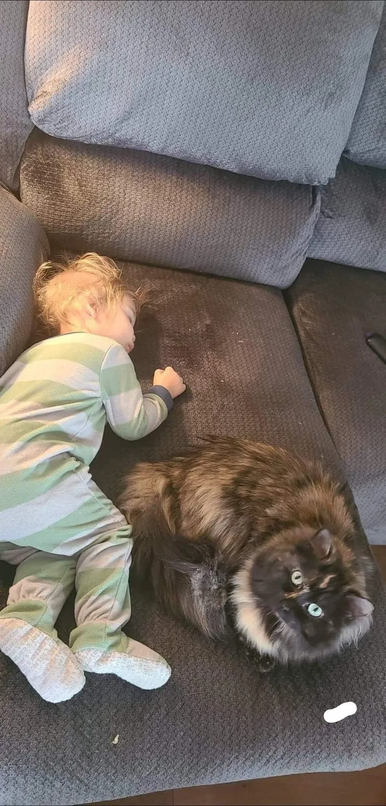 Lost cat in Greeley, CO, 80634