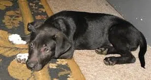 Lost dog in Tracy, CA, 95377